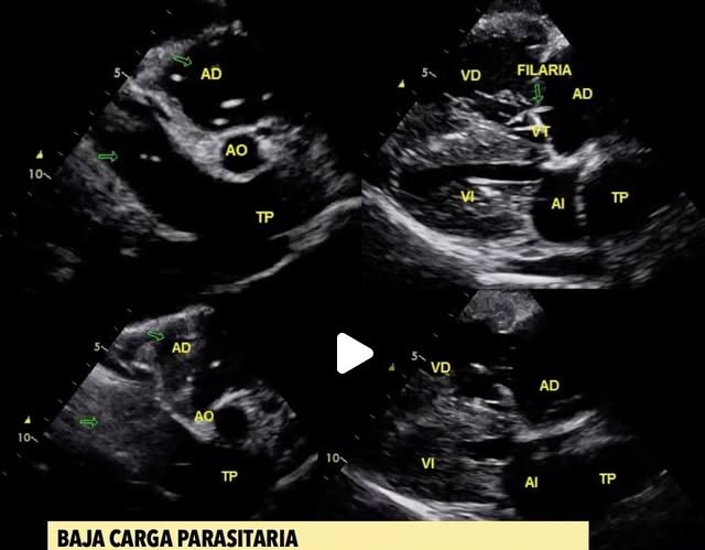 Ecocardiograma de un perro con sospecha de síndrome caval